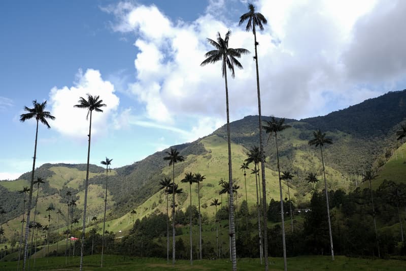 Wax palms standing on green hills under white clouds in the Cocora Valley