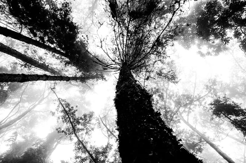 Black-and-white view straight up a wax palm trunk into the fog
