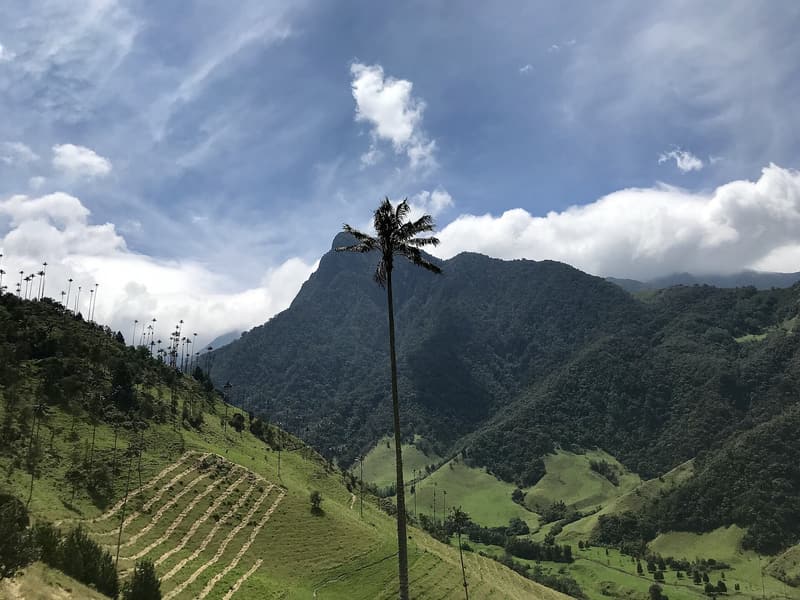 A lone wax palm in front of the pointed Cerro Morrogacho under a cloudy sky