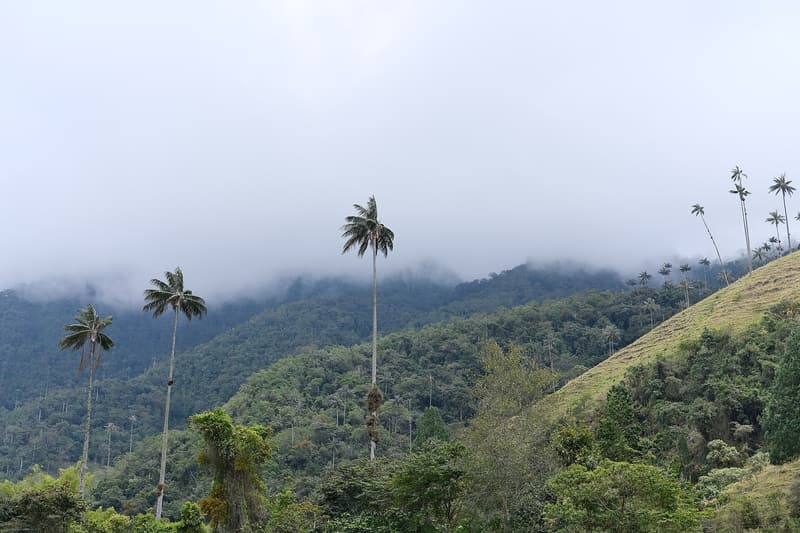 Wax palms on forested hills under low cloud, Cocora Valley, 2025