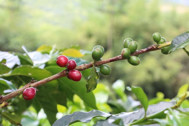 A coffee branch with red and green berries against a soft green background