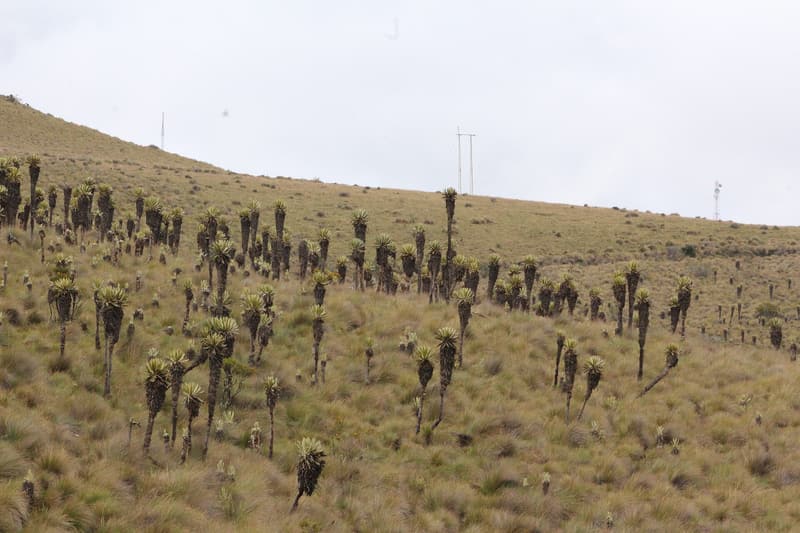 A golden páramo slope dotted with frailejón plants, Los Nevados National Park