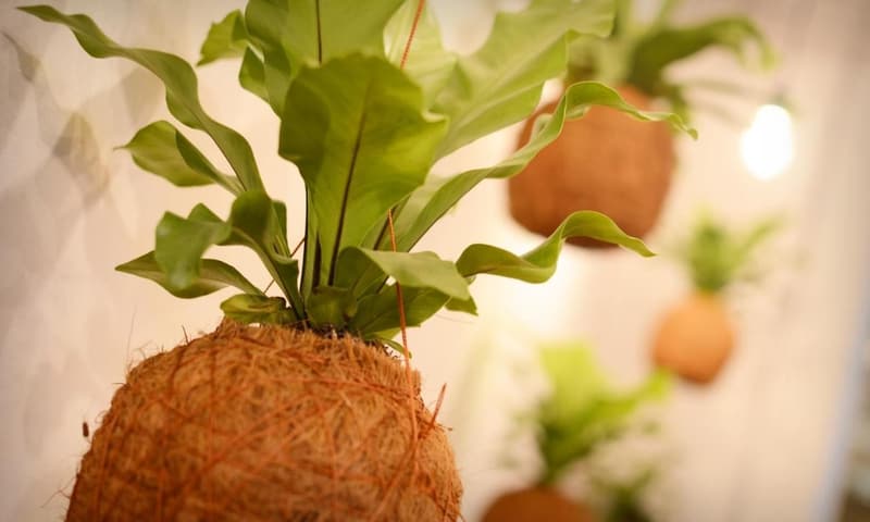 A staghorn fern growing from a hanging moss ball, more kokedama plants glowing in the background